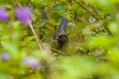 Atlapetes melanolaemus