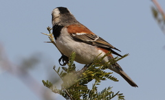 Passer melanurus vicinus