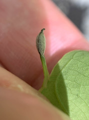 Andricus chinquapin