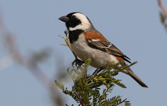 Passer melanurus vicinus