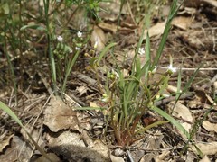 Claytonia parviflora viridis