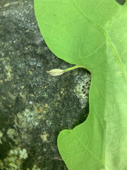 Andricus chinquapin