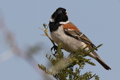 Passer melanurus vicinus