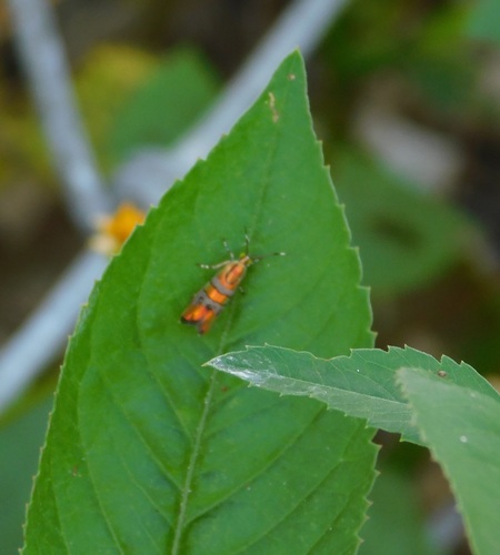 Slosson's metalmark moth