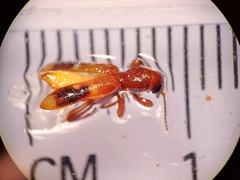 Priocera castanea