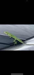 Anolis equestris