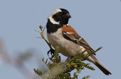 Passer melanurus vicinus