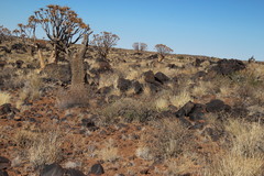 Aloidendron dichotomum image