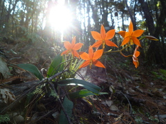 Prosthechea vitellina