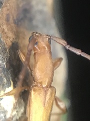 Hypexilis pallida
