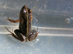 Microbatrachella capensis