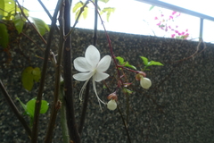 Clerodendrum schmidtii