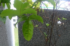 Clerodendrum schmidtii