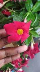 Mandevilla splendens