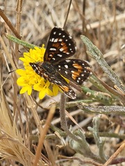 Apodemia virgulti