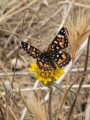 Apodemia virgulti