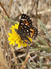 Apodemia virgulti