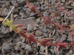 Galium verticillatum