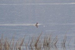 Podiceps nigricollis