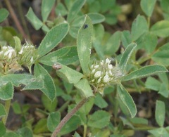 Trifolium echinatum