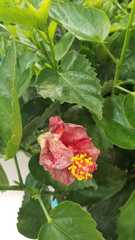 Mandevilla splendens