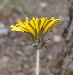 Taraxacum thracicum