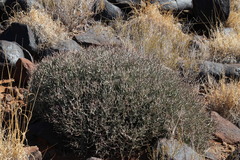 Euphorbia lignosa