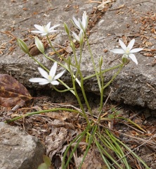 Ornithogalum woronowii