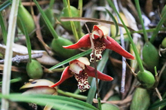 Maxillaria tenuifolia