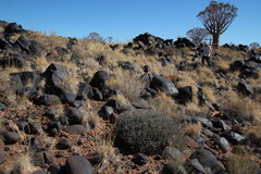 Euphorbia lignosa