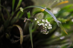 Scaphyglottis micrantha