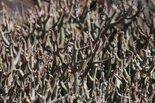 Image of Euphorbia Lignosa (Euphorbia lignosa) by (c) Tony Rebelo, some rights reserved (CC BY-SA)