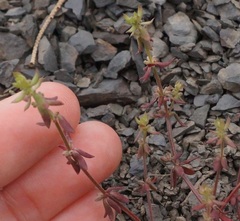 Galium verticillatum