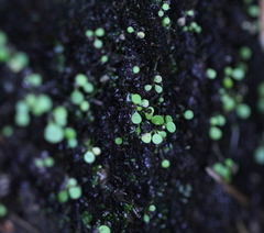 Utricularia striatula
