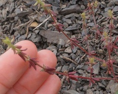 Galium verticillatum