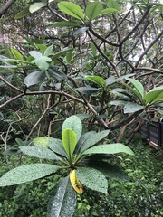 Plumeria obtusa
