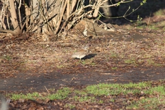 Turdus pilaris