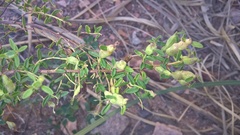 Clinopodium gilliesii