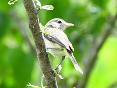 Vireo bellii