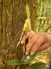 Epidendrum tortipetalum