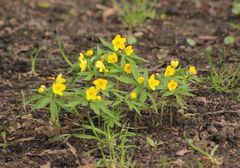 Anemonoides ranunculoides