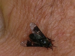 Chrysops mitis