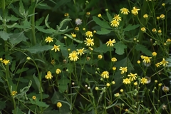 Senecio inaequidens