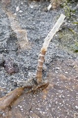 Spiochaetopterus costarum