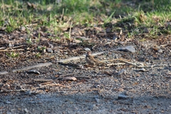 Passer montanus