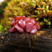 肉質紫膠盤菌 - Photo 由 Sarah Richardson 所上傳的 (c) Sarah Richardson，保留部份權利CC BY-NC