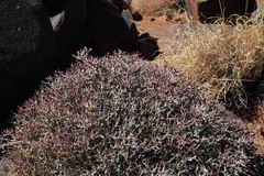 Euphorbia lignosa