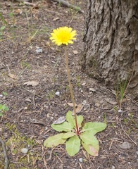 Taraxacum thracicum