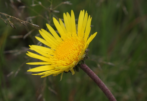 harp onefruit (Haplocarpha lyrata)