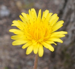 Taraxacum thracicum